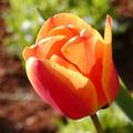   tulipano